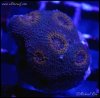 elite_reef_coral_frag_DSC9684.JPG