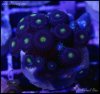 elite_reef_coral_frag_DSC9686.JPG