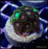 elite_reef_coral_frag_DSC9688.JPG
