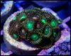 elite_reef_coral_frag_DSC9691.JPG