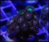 elite_reef_coral_frag_DSC9692.JPG