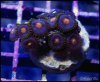 elite_reef_coral_frag_DSC9696.JPG