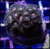 elite_reef_coral_frag_DSC9700.JPG