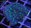 elite_reef_coral_frag_DSC9702.JPG