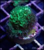 elite_reef_coral_frag_DSC9704.JPG