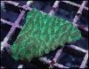 elite_reef_coral_frag_DSC9707.JPG