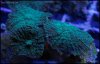 elite_reef_coral_frag_DSC9709.JPG