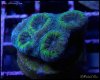 elite_reef_coral_frag_DSC9712.JPG