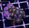 elite_reef_coral_frag_DSC9716.JPG