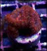 elite_reef_coral_frag_DSC9721.JPG