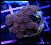 elite_reef_coral_frag_DSC9722.JPG