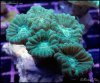 elite_reef_coral_frag_DSC9725.JPG