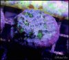 elite_reef_coral_frag_DSC9727.JPG