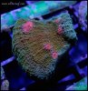 elite_reef_coral_frag_DSC9728.JPG