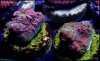 elite_reef_coral_frag_DSC9731.JPG