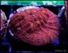elite_reef_coral_frag_DSC9733.JPG