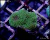 elite_reef_coral_frag_DSC9735.JPG