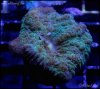 elite_reef_coral_frag_DSC9738.JPG