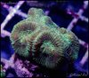 elite_reef_coral_frag_DSC9740.JPG