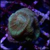 elite_reef_coral_frag_DSC9742.JPG