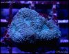 elite_reef_coral_frag_DSC9745.JPG