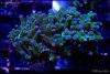 elite_reef_coral_frag_DSC9746.JPG