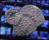elite_reef_coral_frag_DSC9748.JPG
