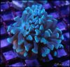 elite_reef_coral_frag_DSC9751.JPG