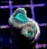 elite_reef_coral_frag_DSC9752.JPG