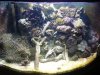 36 gal tank.JPG