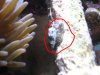 mutant snail 1.JPG