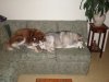 Dogs_small.jpg