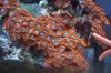 Orange Zoas 1.JPG