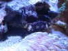 Mithrax Crab 001.jpg