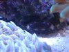 Mithrax Crab 002.jpg