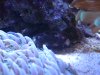 Mithrax Crab 003.jpg