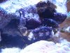 Mithrax Crab 004.jpg