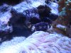 Mithrax Crab 005.jpg
