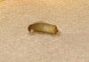 worm1.jpg