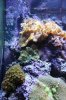 coral.JPG