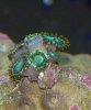 zoa.jpg