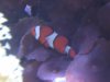 1-13 clownfish pics 001.jpg