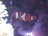 1-13 clownfish pics 002.jpg