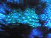zoa1.JPG