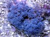 blueclovepolyps.jpg