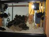 coral1.jpg