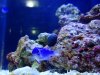 blue damsels.jpg