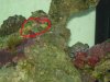 circlesponge.JPG