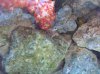 ID this 003.jpg