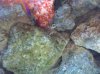 ID this 004.jpg